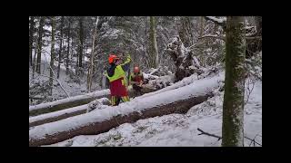 Forstarbeiten Emmental Sturmholz mit SAME STEYR TAJFUN UNIFOREST STIHL HUSQVARNA [upl. by Akim]