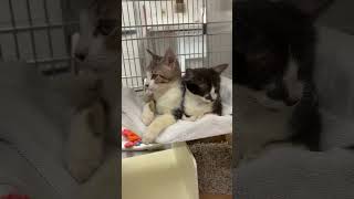 Kittens teaching a master class in charm💞 Adopt Potter and Percy from Austin Animal Center🐾 cat [upl. by Aiyram]