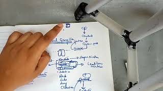 BASAL GANGLIA physiology with most important points ch 57 guyton part 2 [upl. by Stiruc573]