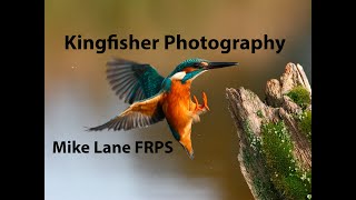 Kingfisher photography [upl. by Pattie450]