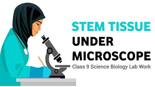 To Study Parenchyma And Sclerenchyma Tissues In Plants Under Microscope  Class 9  Stem tissue [upl. by Sigfrid]