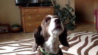 Springer Spaniel Howling [upl. by Darnok]