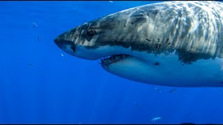 8 Hours  Great White Sharks amp Relaxing Music  4K  Great Escapes [upl. by Gnuh]