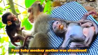 The poor baby monkey was abandoned by his mother and fell from a tree Luckily humans rescued him [upl. by Bourgeois]