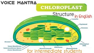 Chloroplast structure and functions  Biology cell Biology  Unit of life  voice Mantra [upl. by Kinna321]