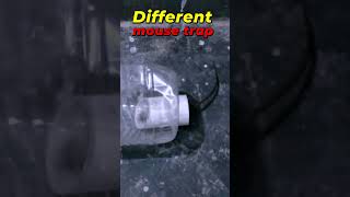 Easy Mouse Trap Homemade Humane mousetrap rattrap [upl. by Eart288]