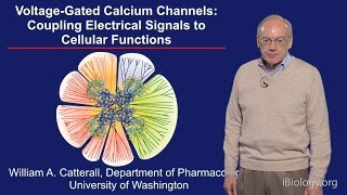 William Catterall U Washington Part 3 Voltagegated Calcium Channels [upl. by Backler956]