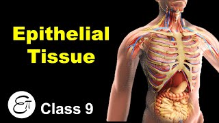 Epithelial Tissue and its Types  Animal Tissues Part 2  in Hindi for Class 9 [upl. by Lunetta202]