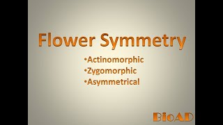 Flower symmetry II Actinomorphic zygomorphic asymmetrical [upl. by Shantee649]