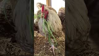 Rare Chocolate Silver Laced Orpington Chickens [upl. by Temple]