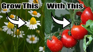 Top 7 Perfect Companion Plants for Your Vegetable Garden [upl. by Ahsinac577]