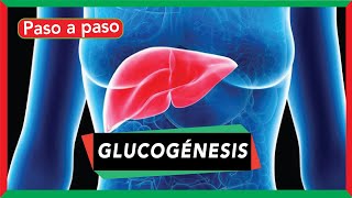 GLUCOGÉNESIS síntesis de glucógeno pasos y regulación [upl. by Kenwee]