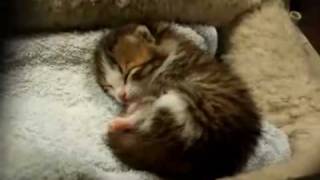 sleeping baby cat kitten [upl. by Chelsea]