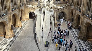 British Natural History Museum in London [upl. by Ellerret840]