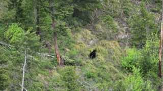 Dead On 20  Montana Bear Hunting [upl. by Perzan]