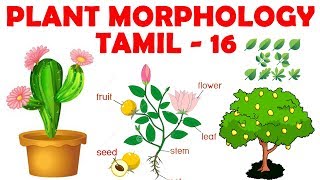 Plant Morphology in Tamil 16  Inflorescence DefinitionTypes and Parts  Rajus Biology [upl. by Quinn]