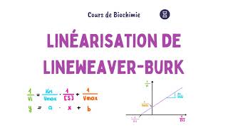 Linéarisation de LineweaverBurk  Enzymologie [upl. by Tiphanie]