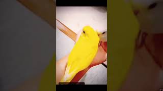 Bird love birdparrot DORAEMONTHOUGHTS CR778shorts viral MrBeanCartoonsOnYouTube h [upl. by Prestige]