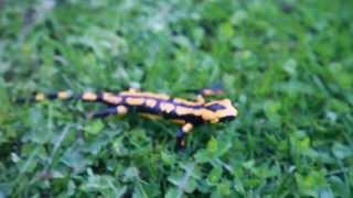 Feuersalamander im Harz  seltene und geschützte Tierart  Teil 1 Salamandra salamandra [upl. by Ahterod]