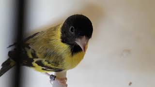 TARIN DE MAGELLAN TOPAZE  Spinus magellanicus  HOODED SISKIN [upl. by Adnauqal946]