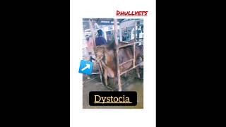 Dystocia in cow  Torsion  Veterinary gynaecology [upl. by German]