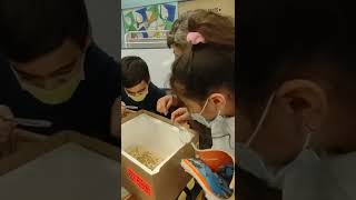 3rd Grade Mealworm life stages lesson [upl. by Swetlana857]