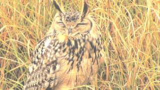 Great Horned or Eurasian Eagle Owl in central India [upl. by Nomrac401]