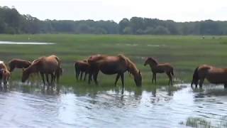 Chincoteague Ponies [upl. by Farleigh665]