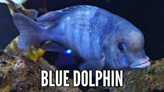 How to Keep Blue Dolphin Cichlids  Complete Care amp Breeding Guide [upl. by Trask294]