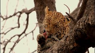 Kapama Game Reserve  Wildlife Highlights [upl. by Bloch]