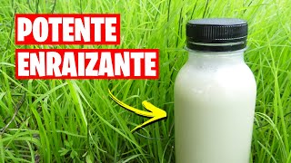 ¡ENRAIZANTE NATURAL 🌱 Para ESQUEJES y RAMAS de Árboles  La Huerta de Ivan [upl. by Arevle]