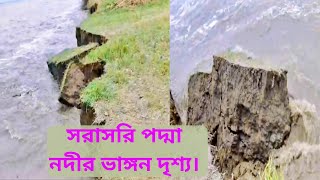 সরাসরি পদ্মা নদীর ভাঙ্গন দৃশ্য।Direct view of Padma river break। পদ্মা নদী। ভাঙ্গন। [upl. by Elwee127]