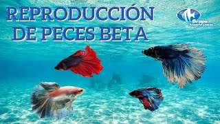 Reproducción de peces Bettas [upl. by Mia]