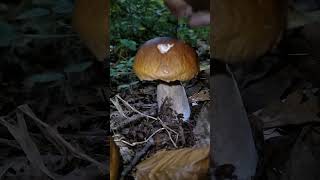 Осінній релакс😌🍁 білігриби boletus autumn [upl. by Saenihp183]