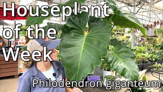 Philodendron Giganteum  Houseplant of the Week [upl. by Nnairek]