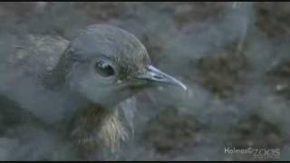 Lyre Bird beatboxing [upl. by Irene]