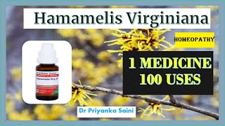 Hamamelis Virginiana Homeopathic Medicine  1 Medicine 100 uses  piles drpriyankashomeopathy [upl. by Aieki366]