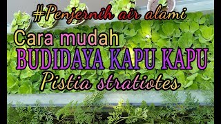 BUDIDAYA KAPU KAPU Pistia stratiotes [upl. by Gwenn]