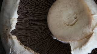 Mushroom under the microscope [upl. by Robers]