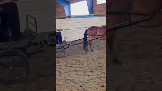 Carriage training my gotland pony Denise [upl. by Arot573]