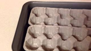 Easy Way To Transport Deviled Eggs [upl. by Langley]