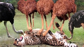 Amazing Ostrich Joins Forces To Attack Cheetah To Protect Their Babies  Ostrich Vs Cheetah Lion [upl. by Atipul]