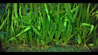 130 Green Neon Tetras Great Schooling Nano Fish For My Planted Aquarium [upl. by Licko]