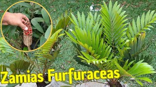 ¿Conocías esta planta PREHISTORICA  ZAMIA FURFURACEA Cuidados Reproducción Sustrato y más [upl. by Mabel]