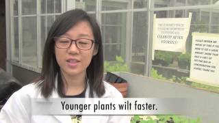 Plant Age amp Bacterial Wilt Development [upl. by Nibor]