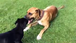 our boxer shepherd mix dog meeting our new puppy boxador [upl. by Windsor]