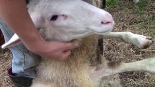 Foot Rot In Sheep – And How To Treat It [upl. by Drugi]