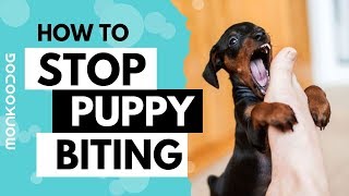 How to STOP PUPPY BITING with just 3 TRICKS at early stage  Monkoodog [upl. by Verney]