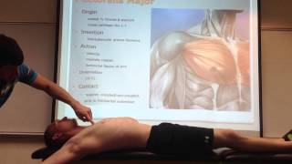 Pectoralis Major Palpation Manual Therapy and Stretch [upl. by Alehc140]