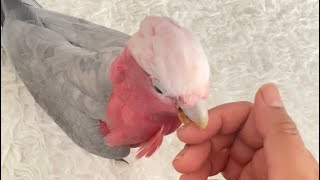 Meet Mya crazy girl Galah Cockatoo Rosakakadu Kakadu [upl. by Perlman]